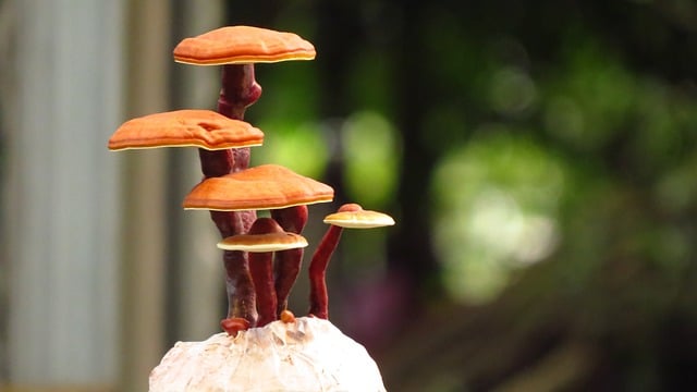 cancer du sein prevention naturopathie-Reishi